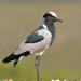 Blacksmith Lapwing - Photo (c) Stuart Shearer, some rights reserved (CC BY-NC), uploaded by Stuart Shearer