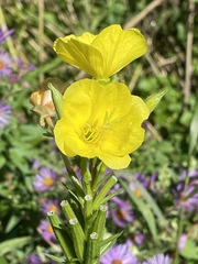 Oenothera indecora