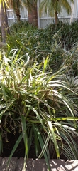 Liliopsida
