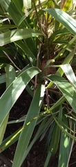 Liliopsida