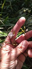 Liliopsida