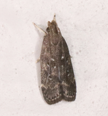 Helcystogramma melantherella