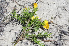 Argyrolobium pachyphyllum