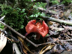 Lactarius eucalypti