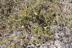 Aspalathus cliffortioides