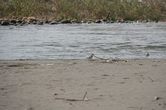 Charadrius leschenaultii