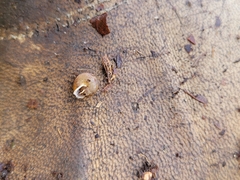Cryptomastix germana
