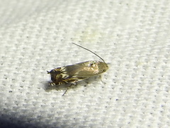 Calliprora