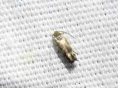 Calliprora