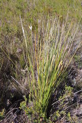 Bobartia macrospatha