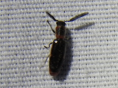 Monophylla terminata