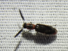 Monophylla terminata