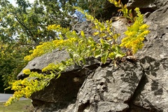 Solidago drummondii