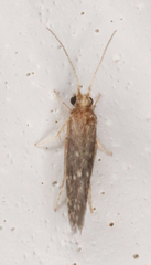 Agraylea