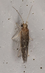 Agraylea