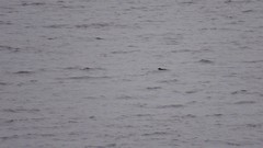 Cerorhinca monocerata