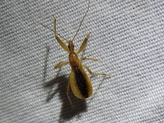 Fitchia aptera