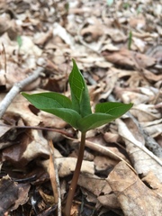 Trillium erectum