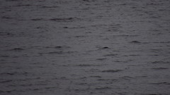 Cerorhinca monocerata