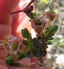 Agathosma spinescens