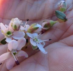 Agathosma spinescens