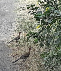 Ortalis erythroptera