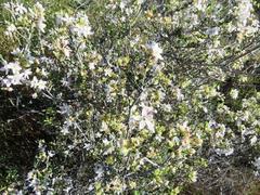 Agathosma spinescens