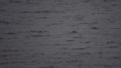 Cerorhinca monocerata