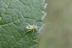 Calaphidina