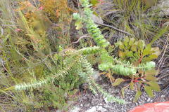 Cliffortia reniformis