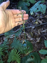 Platanthera macrophylla