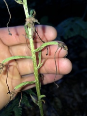 Platanthera macrophylla