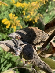 Lygaeus kalmii