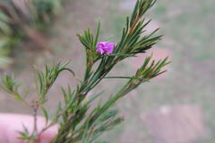 Coleonema aspalathoides