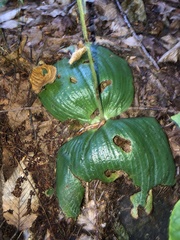 Platanthera macrophylla