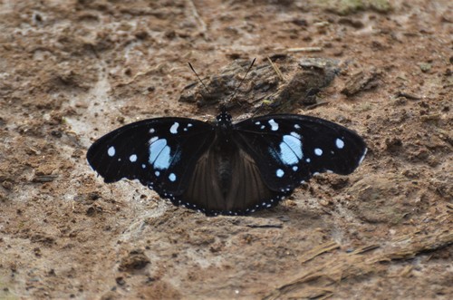 Large Variable Diadem
