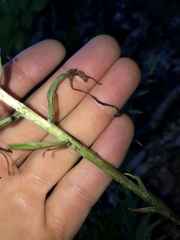 Platanthera macrophylla