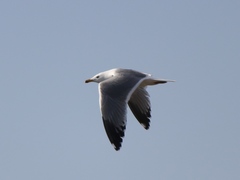 Larus armenicus