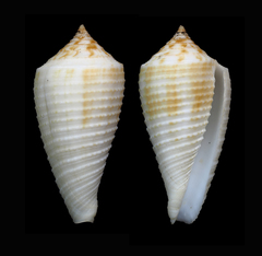 Conus asiaticus