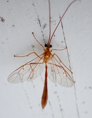 Enicospilus guatemalensis