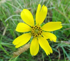 Engelmannia peristenia