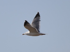 Larus armenicus