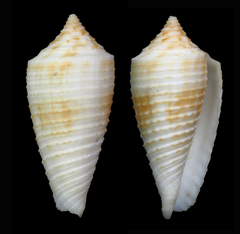 Conus asiaticus