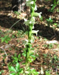 Spiranthes praecox