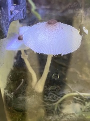Leucocoprinus