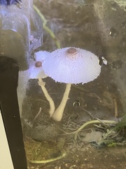Leucocoprinus