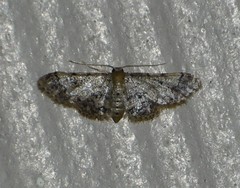Idaea pervertipennis