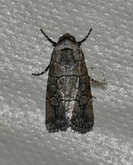 Sympistis sectiloides