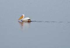 Pelecanus onocrotalus