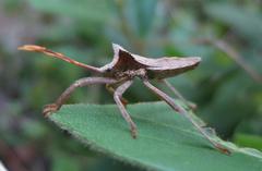Elasmopoda